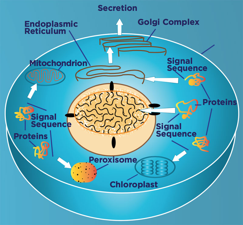 Laser Therapy in Beckley Integrity Chiropractic Inc Beckley WV